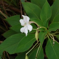 Impatiens henslowiana Arn.
